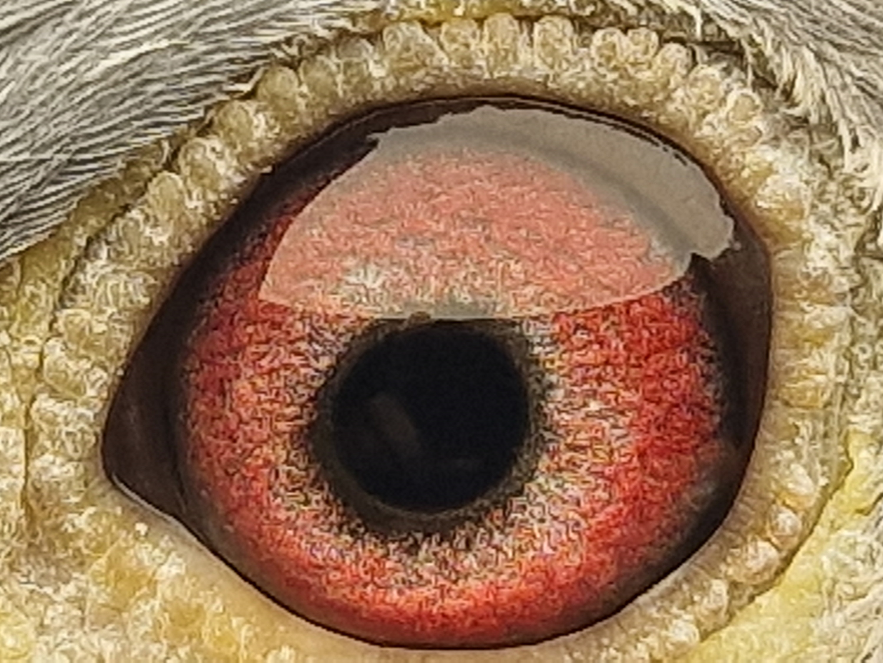 Pigeon eye